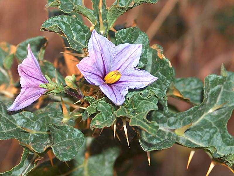 Solanum linnaeanum (=Solanum sodomaeum) / Pomo di Sodoma